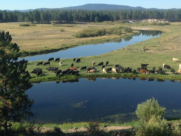 View of cattle around pond. Spring 2015

