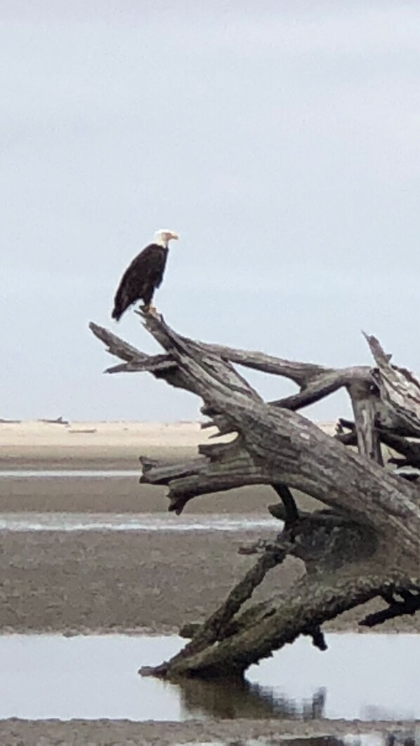 Bring your binoculars for watching the magnificent Bald Eagles in the estuary.