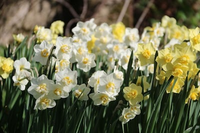 GARDEN COTTAGE, near St Andrews. Quiet, rural location. New June availability!