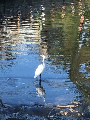 Surrounded by a marsh with lovely views.