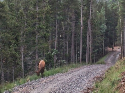 Mt. Evans Cabin with 150 acres, stream, amazing views, skiing, a true getaway