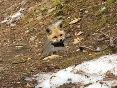 Mt. Evans Cabin with 150 acres, stream, amazing views, skiing, a true getaway