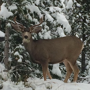 Mt. Evans Cabin with 150 acres, stream, amazing views, skiing, a true getaway