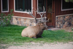 The doorman at Rockhedge....!!