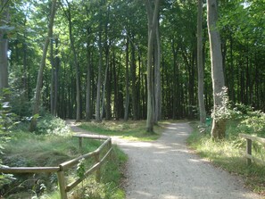 Waldweg
