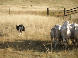 The Pinto Ranch is a working sheep ranch.