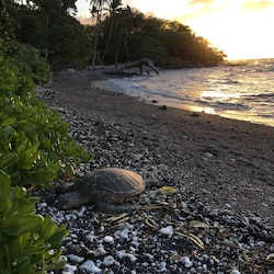 The beach out front is home to many sea turtles.