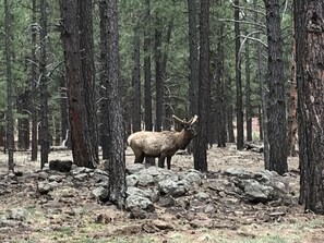 Resident elk, Big Ben at Cottage