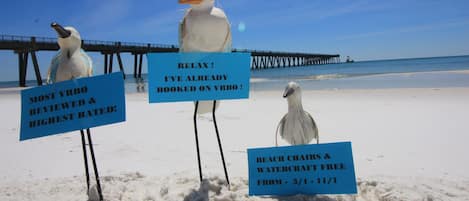 THE EARLY SEAGULL CATCHES FREE BEACH CHAIR & WATERCRAFT SERVICE FROM 3/1-11/1