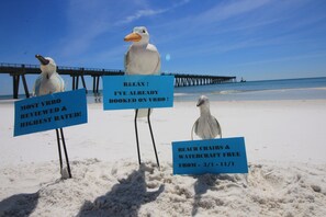 THE EARLY SEAGULL CATCHES FREE BEACH CHAIR SERVUCE FROM 3/1- 10/31