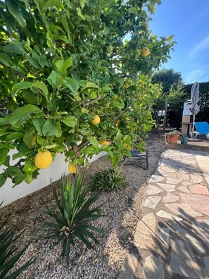 Fresh Lemons for Gin and Tonic poolside