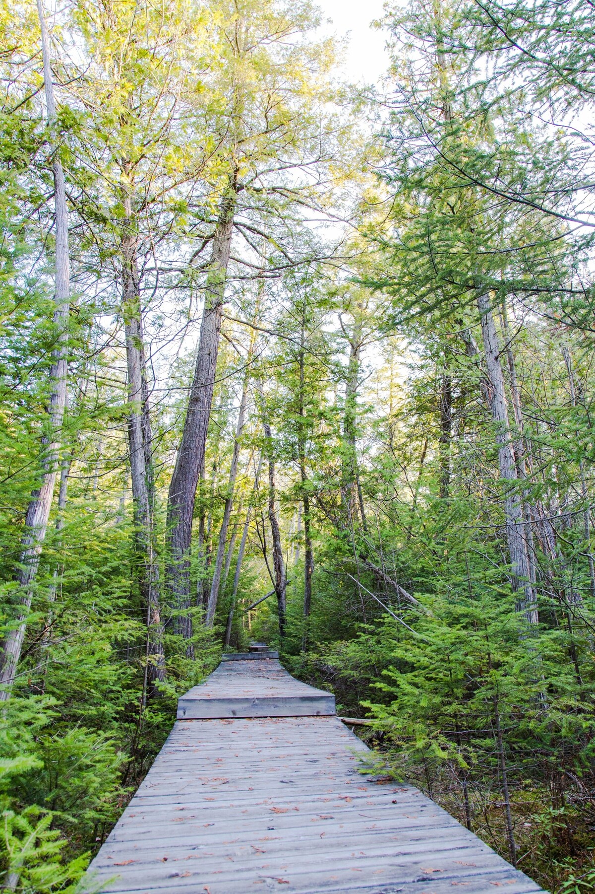 Enjoy Northern Michigan