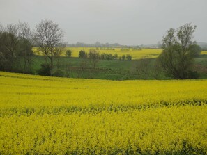 Rapsfelder
