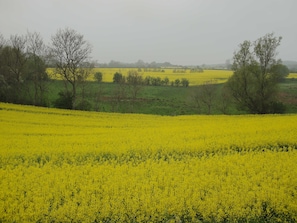 Rapsfelder