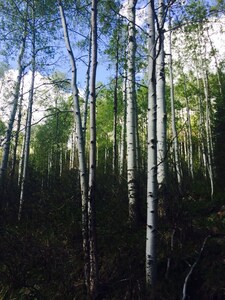 420 LOFT a smoker friendly vacation in the Rocky Mountains.