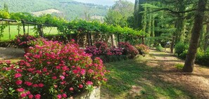 Blume, Pflanze, Pflanzengemeinschaft, Botanik, Natürliche Landschaft, Himmel, Vegetation, Biome, Blütenblatt, Baum