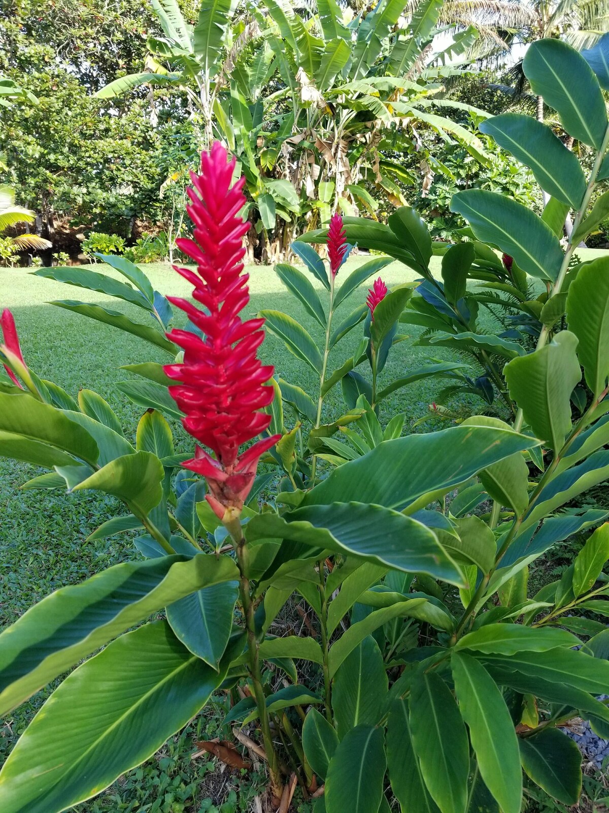 Hawaiian plantation-style home, perfect for families.