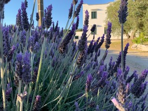 Lavender all the way up the drive.
