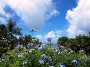 Occasional "liquid sunshine" keeps everything blooming, green, and lush!