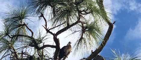 osprey and babies