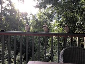 Forest Visitors