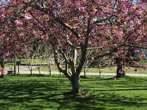 Front yard