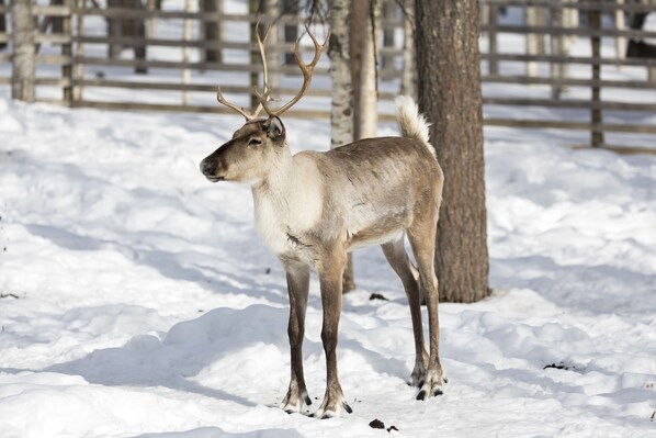 Skidåkning och snöaktiviteter