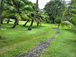 The private road into our property.  We have lots and lots of coconut trees!