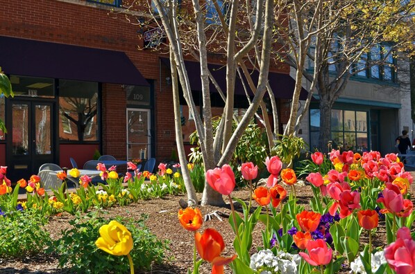 Springtime on our block. 