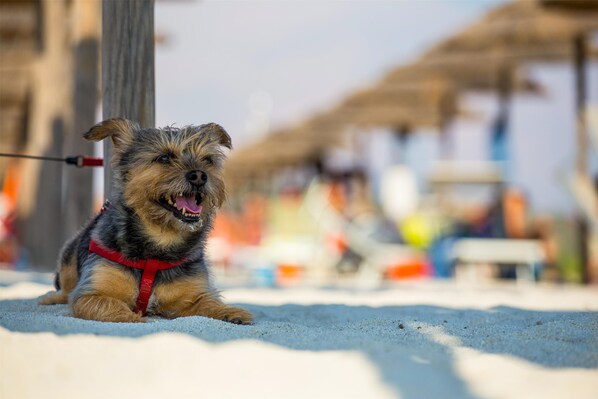 Pet-friendly