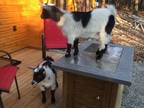 Animaux de compagnie acceptés