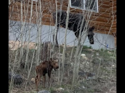 Amazing Mtn Log Cabin, Hot Tub, Secluded, near Breckenridge!  Serene Awesomeness