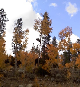 Amazing Mtn Log Cabin, Hot Tub, Secluded, near Breckenridge!  Serene Awesomeness