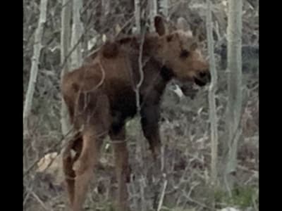 Amazing Mtn Log Cabin, Hot Tub, Secluded, near Breckenridge!  Serene Awesomeness