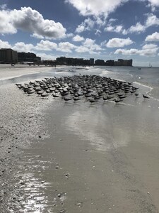 Steps from Beach, Peak at the Gulf!  NEW Furniture.  JW Alternative