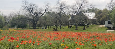 Poppy Season middle of March to end of April