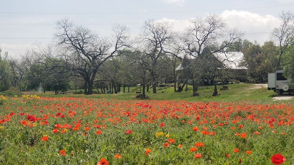 Poppy Season middle of March to end of April