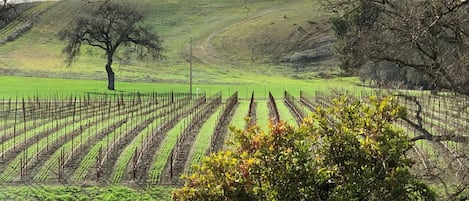 View of a block of Cabernet Sauvignon vines from the living room