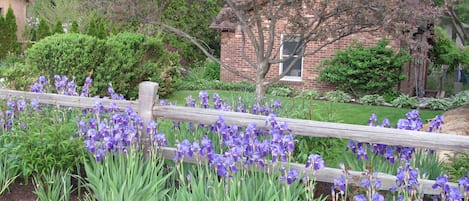 Front yard view Iris in full bloom May