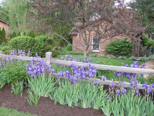 Front yard view Iris in full bloom May