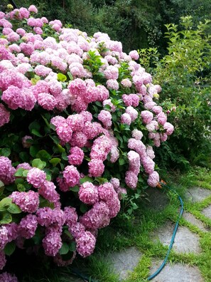 giardino in primavera