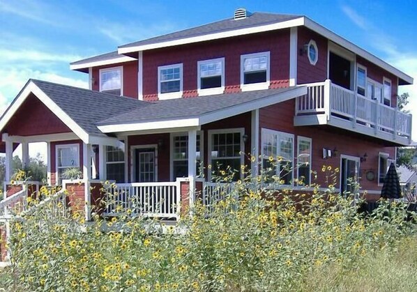 sunflowers in the summer 