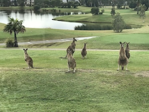 Resident kangaroos viewed from lounge