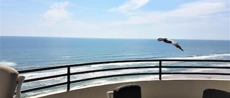 Sit on our large balcony and watch the pelicans fly right by