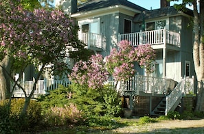 Lilacs in bloom