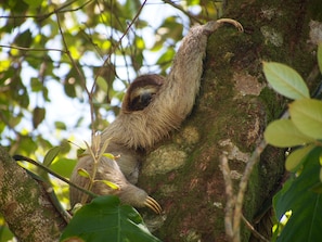 this sloth lives in tree near the pool, super cool and safe