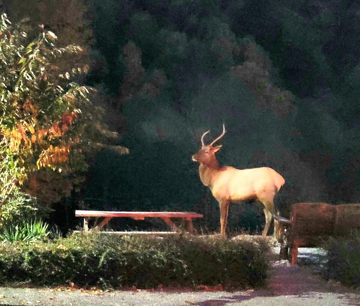 Main Image