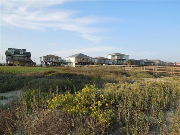 View from beach to beach houses: beautiful wild flowers and grass  are preserved