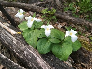 Spring Trilium