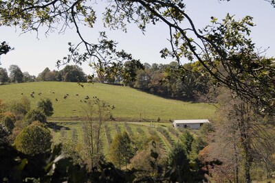 Newly Renovated Former Cider House near wineries,Blue Ridge Parkway and Floyd, V